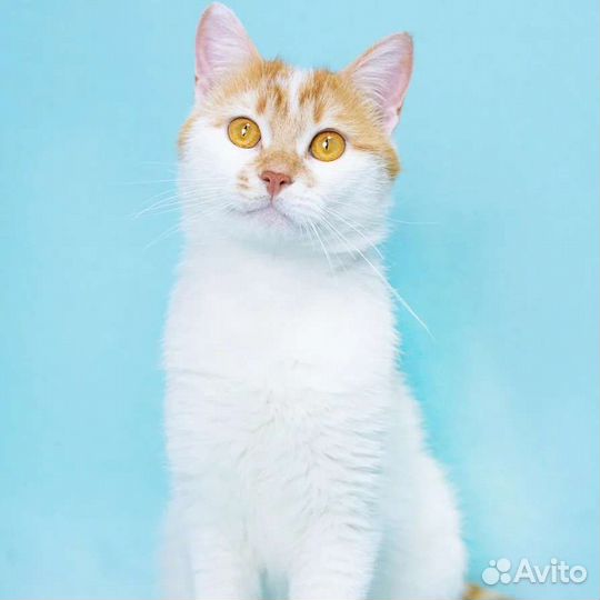 Ромео никто не замечает