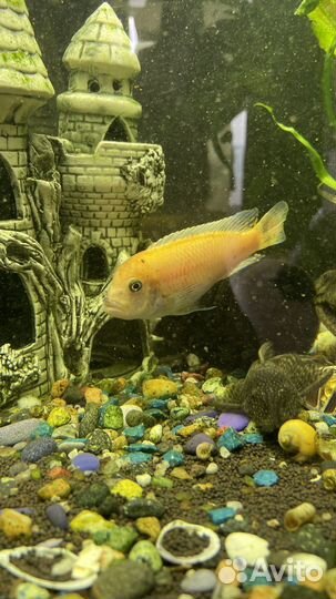 Аквариумные рыбки