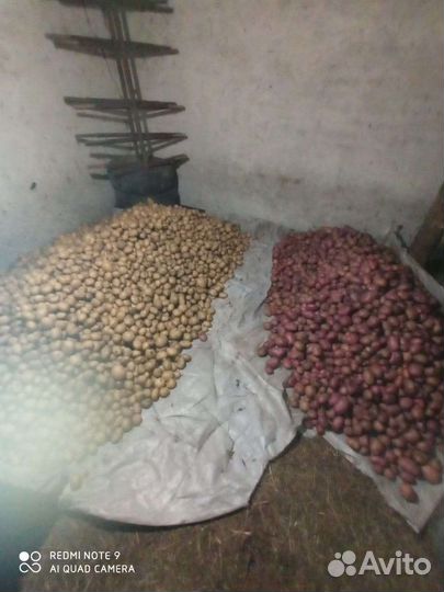 Картофель 70 ведер крупной