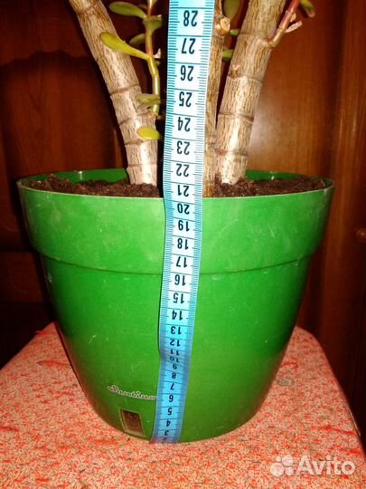 Денежное дерево