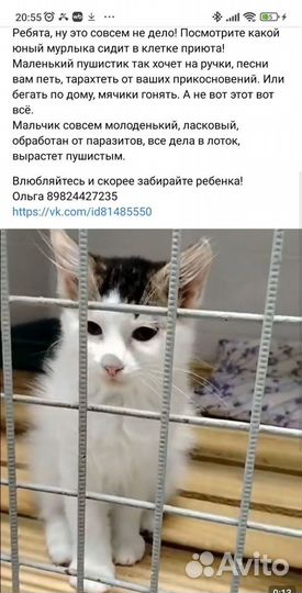 Котёнок