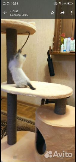 Домик для кошки с когтеточкой бу