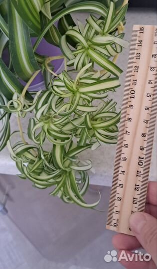 Хлорофитум кудрявый