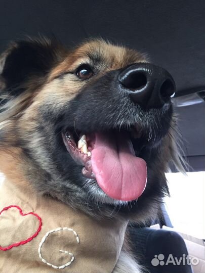 Собака щенок в добрые руки