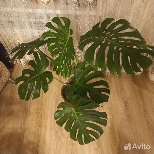 Монстера