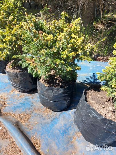 Ель сербская Певе Тиджин С7 25-30см