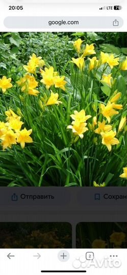 Рассада многолетних цветов