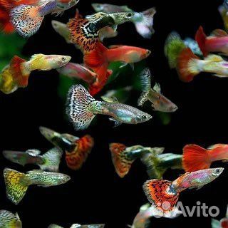 Аквариумные рыбки