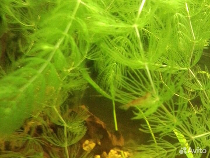 Креветки вишни