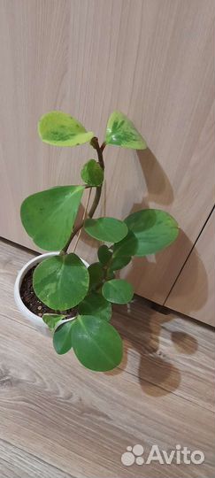 Комнатные цветы по 50