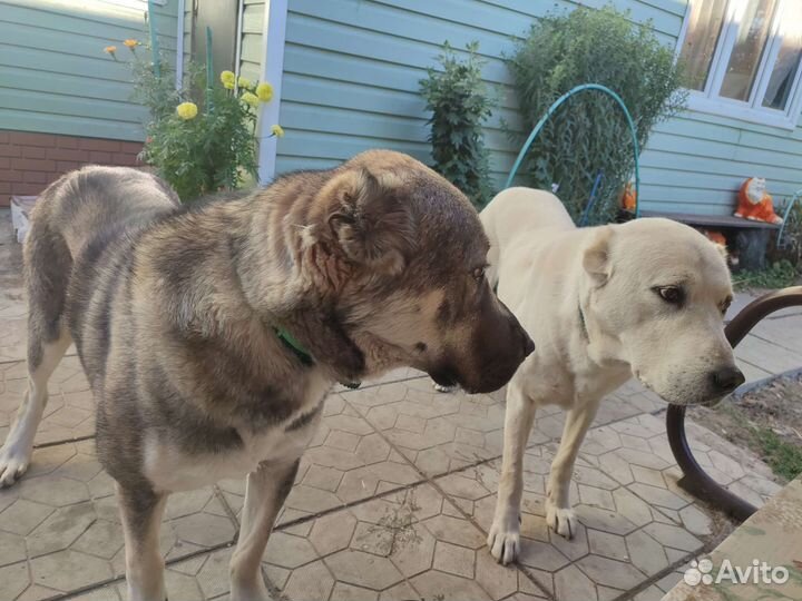 Вязка кавказская овчарка