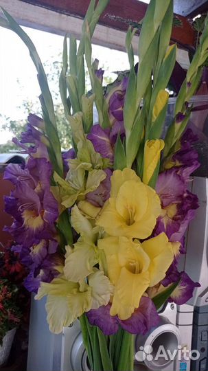Гладиолусы букет