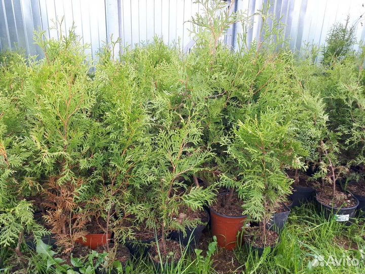 Туя западная брабант