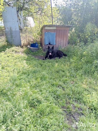 Овчарка вео