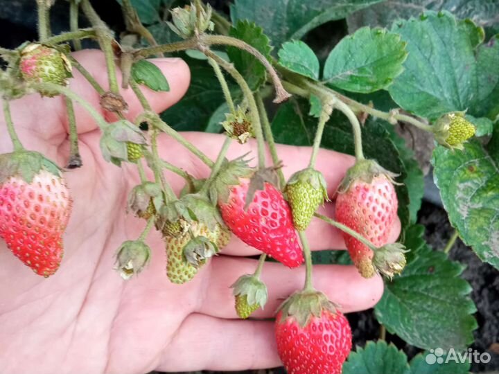 Рассада клубники многоразовой