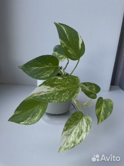 Эпипремнум золотистый черенки на срез