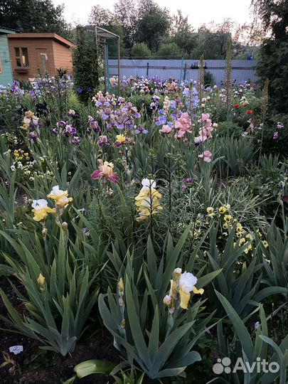Ирисы сортовые высокие крупноцветковые разных цвет