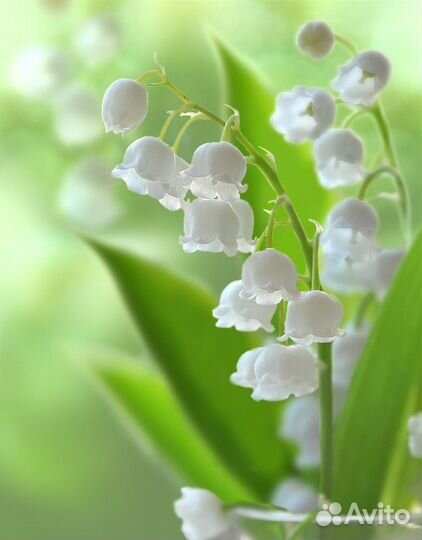 Молочник(сливочник) СССР Вербилки 1924-1927г.г