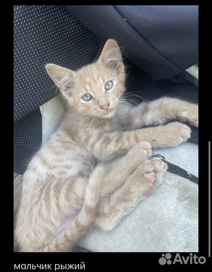 Котята в добрые руки
