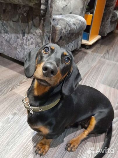 Такса девочка вязка