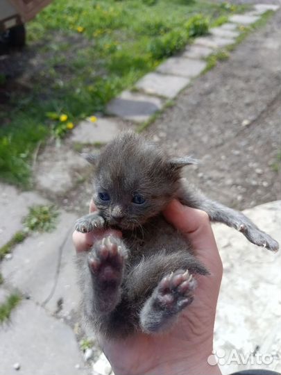 Котята бесплатно в добрые руки