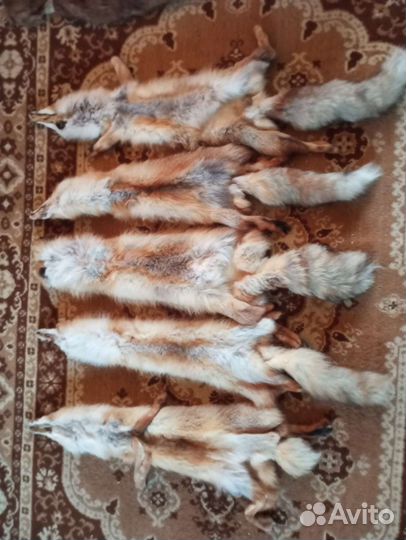 Шкуры лисы