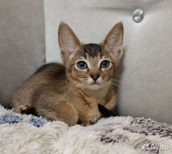 Котенок чаузи