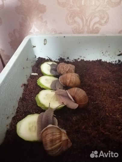 Улитки виноградные с приданным