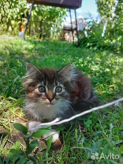 Котёнок, мальчик