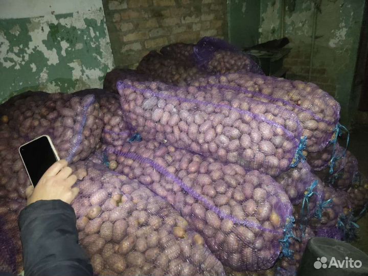 Семенной картофель ред скарлет