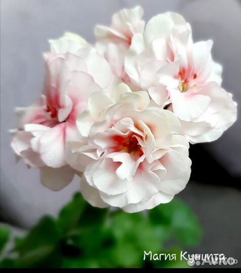 Герань пеларгония