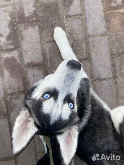 Щенки сибирской хаски девочка