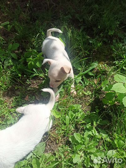 Щенки дворняжки