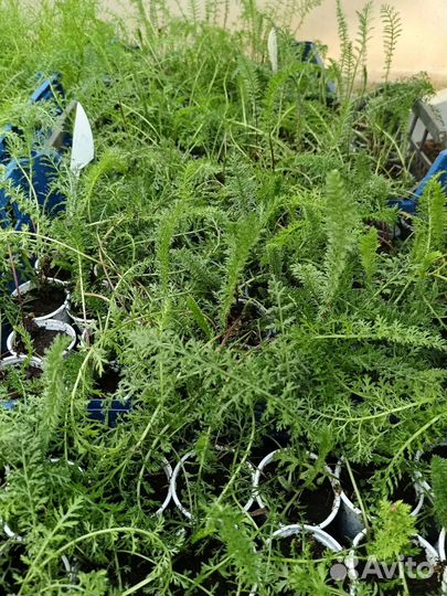 Многолетник Тысячелистник Красный, жёлтый