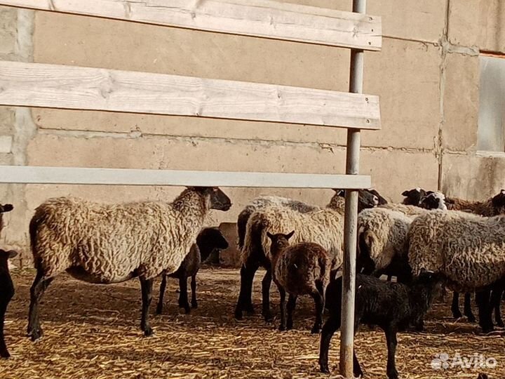 Овцы, бараны и баранчики романовские
