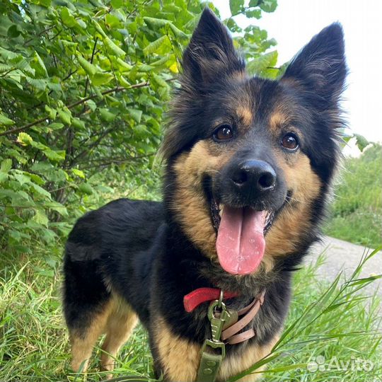 Домашняя собачка 12 кг оказалась в приюте