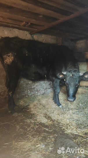 Телка 1.5 года