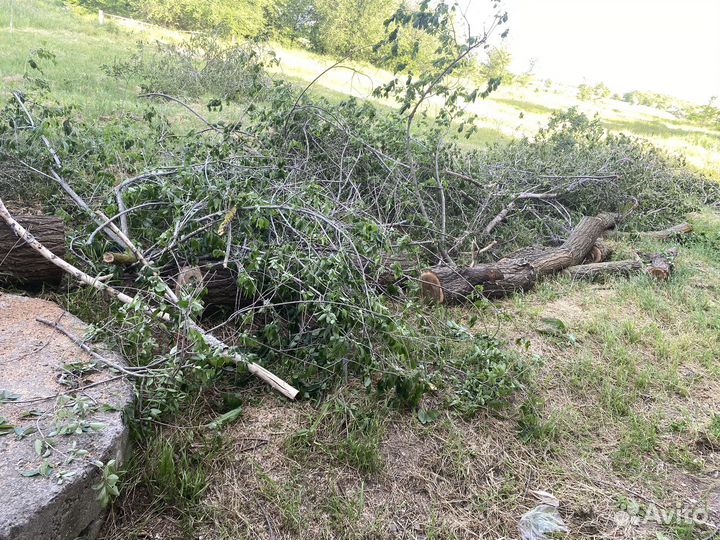 Дрова 2 дерева вяз