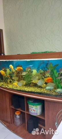 Аквариум С рыбами И оборудованием 500 литров