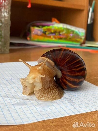 Улитки ахатины