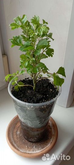 Фикусы Али и Барок, Полисциас