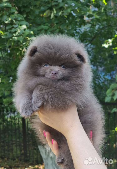 Померанский шпиц