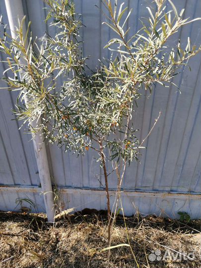 Облепиха саженцы