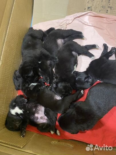 Щенки кане корсо