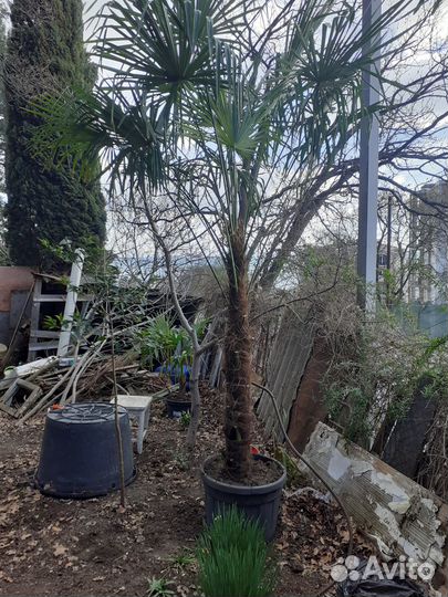 Пальма трахикарпус