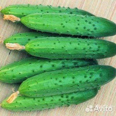Семена сортовых огурцов собственного сбора