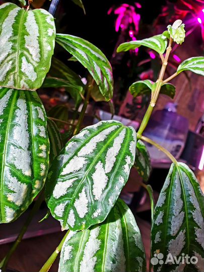 Пилея Кадиеро