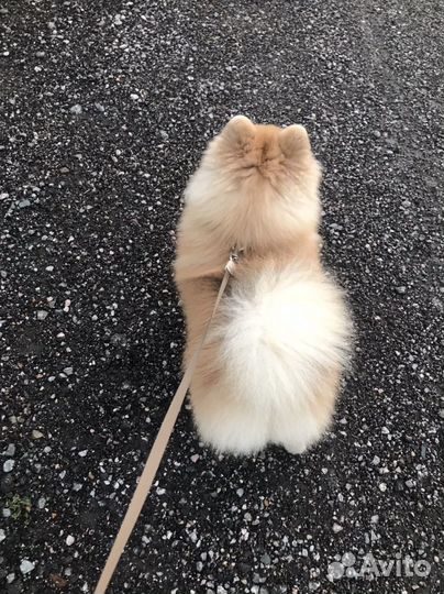 Передержка собак,кошек зооняня зоогостиница