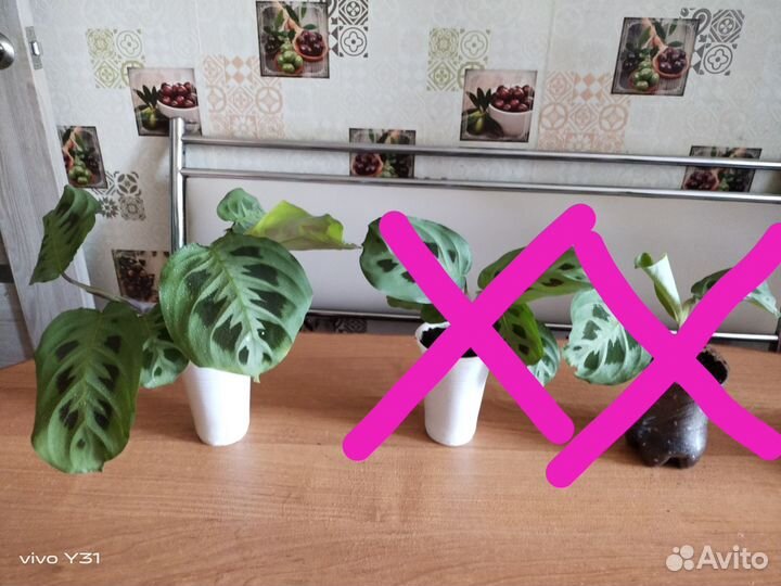 Комнатные растения