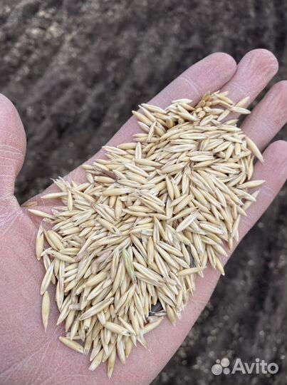 Овёс семенной